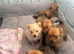 Puppies 4 female 2 males