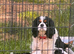 Kc LITTER OF 4 DNA CLEAR CAVALIER PUPPYS