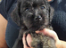 Jackapoo puppies