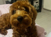 Kobe – 7 Month Old Cavapoo Looking for His Forever Home