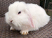 Pure bred Mini lops