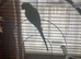 Tame female Indian ring neck