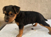 Lakeland terrier pups