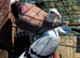 Coloured racing pigeons
