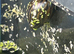 Zebra snail