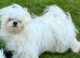 BEAUTIFULLY *PETITE* KOREAN MALTESE
