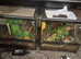 Male & female crested geckos for sale
