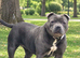 Blue Staffy Female 2 years old KC registered