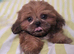 Kc registered shih tzumale for sale