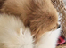 Only 1 now Beautiful pomeranian puppies