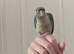 Hand reared turquoise yellowsided gcc