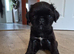 Last boy available 18th october