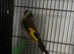 BBC goldfinch