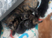 Kittens for sale ... READY TO LEAVE NOW