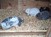 4 FOR SALE &pound;60..