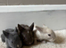 Gorgeous Baby Lionhead Rabbits