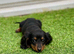Miniature long haired dachshund