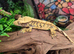 2 geckos and full set up