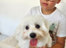 Maltese xxs