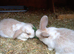 Mini lop / plush lop
