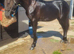 Newforest yearling filly