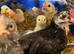 Mixed Breed Chicks For Sale