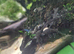 Common Bristlenoses