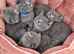 5 Beautiful Kittens Available – British Shorthair x Scottish Fold