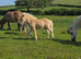 PALOMINO MUSHROOM SPSBS reg. mini colt foal