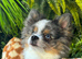 Blue - Eyes Beauty Merle Pom