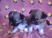 Chihuahua x imperial shihzu