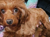 Licensed breeder, red tiny toy cavapoo litter