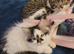 Gorgeous female kitten