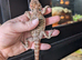 Male baby bearded dragon