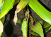 Red eye tree frogs
