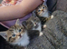Beautiful cross kittens