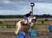 14h cob gelding
