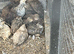 Caledon and coturnix quail