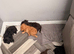 Cockapoo 1 brown boy 2 black girls ready to leave 16th September