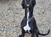 8 month old whippet lurcher dog