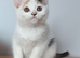 Gorgeous pedigree kittens