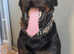Rottweiler stud