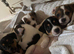 Jack Russell x Jack chi puppies
