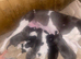 Whipets