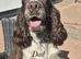 ONE BOY LEFT READY NOW KC Show Cocker Spaniels Black White & Tan Parti colour
