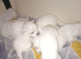 Maltese Puppy