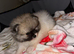 Female Pomeranian