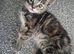 Gorgeous Kittens for sale