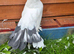 2x Indian fantail hen