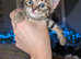 bsh x maincoon x domestic shorthair
